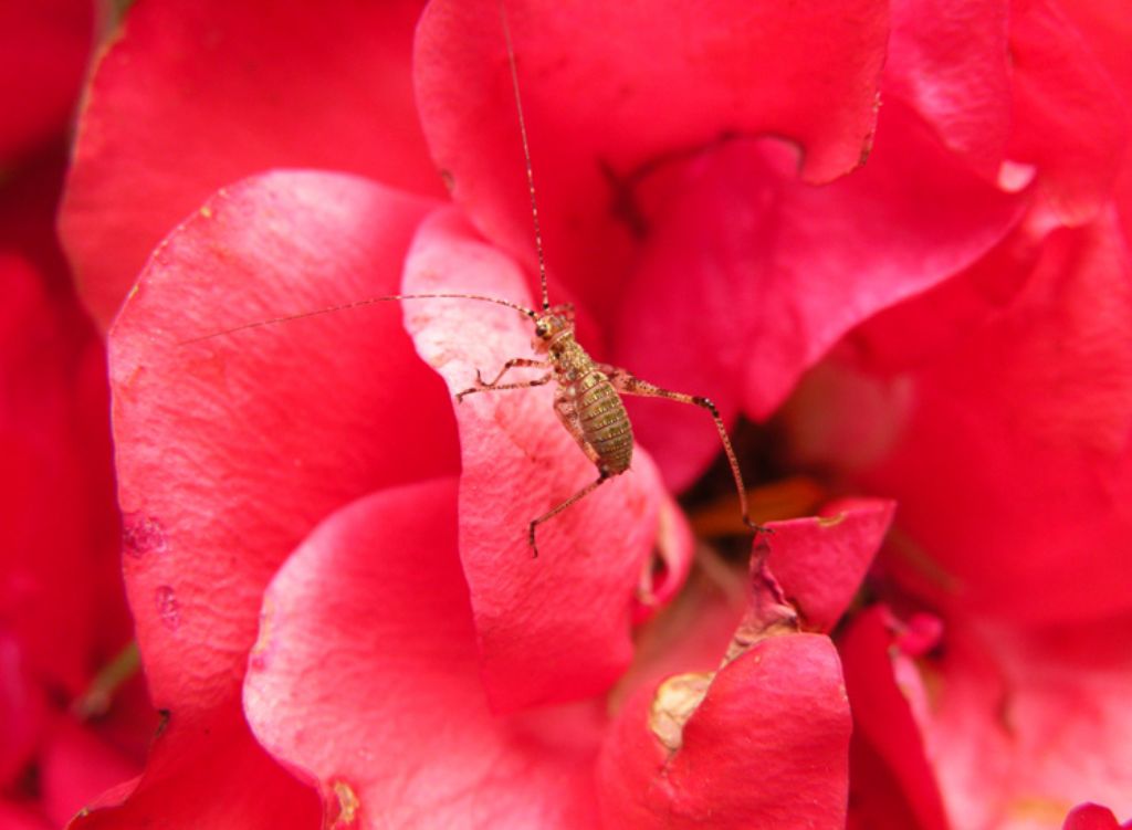 neanidi di Phaneroptera nana